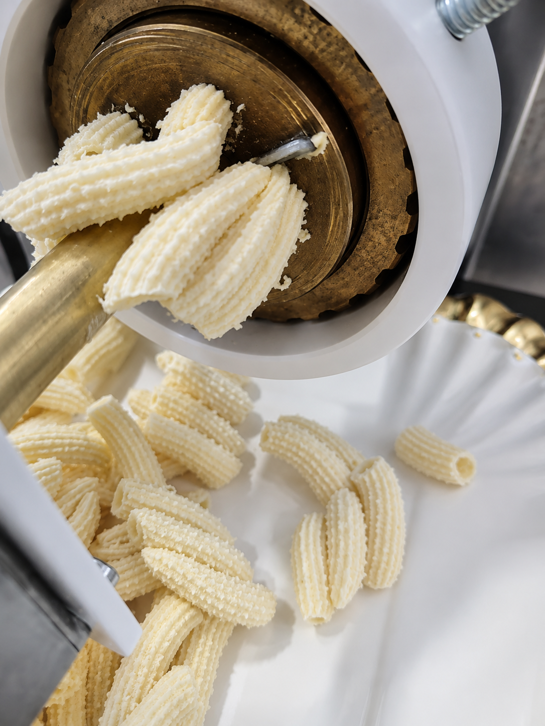 Pasta al torchio appena trafilata — Nuovo Antares